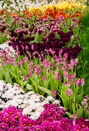 Variety of spring flowers and tulips blooming in beautiful cozy garden on summer.の写真素材