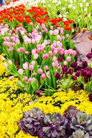 Variety of spring flowers and tulips blooming in beautiful cozy garden on summer.の写真素材