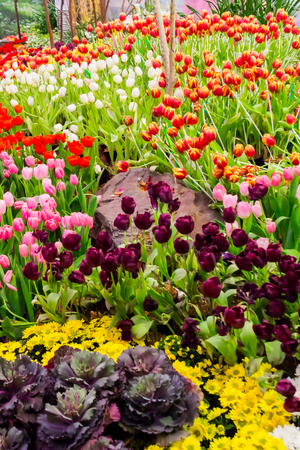 Variety of spring flowers and tulips blooming in beautiful cozy garden on summer.の写真素材