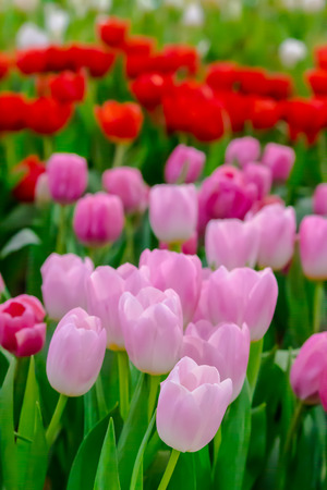 Variety of spring flowers and tulips blooming in beautiful cozy garden on summer.の写真素材
