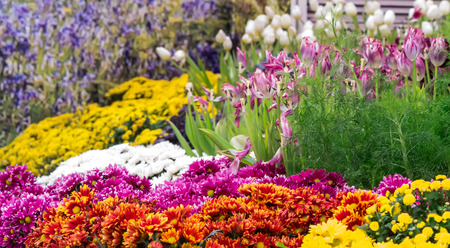 Variety of spring flowers and tulips blooming in beautiful cozy garden on summer.の写真素材