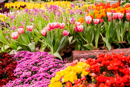 Variety of spring flowers and tulips blooming in beautiful cozy garden on summer.の写真素材