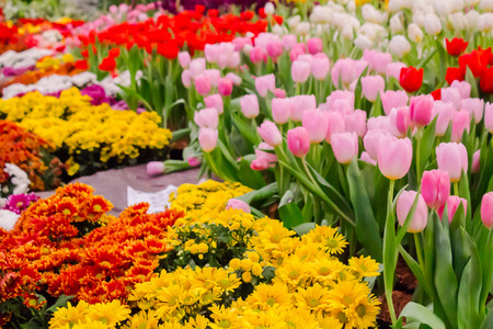 Variety of spring flowers and tulips blooming in beautiful cozy garden on summer.の写真素材