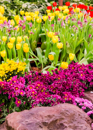 Variety of spring flowers and tulips blooming in beautiful cozy garden on summer.の写真素材
