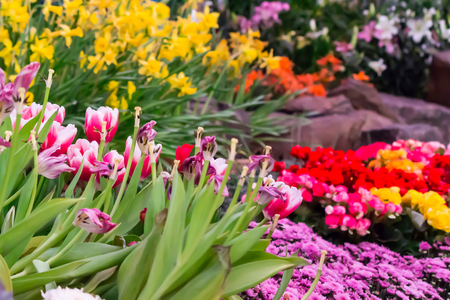 Variety of spring flowers and tulips blooming in beautiful cozy garden on summer.の写真素材