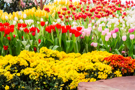 Variety of spring flowers and tulips blooming in beautiful cozy garden on summer.の写真素材