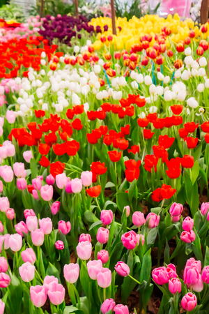 Variety of spring flowers and tulips blooming in beautiful cozy garden on summer.の写真素材