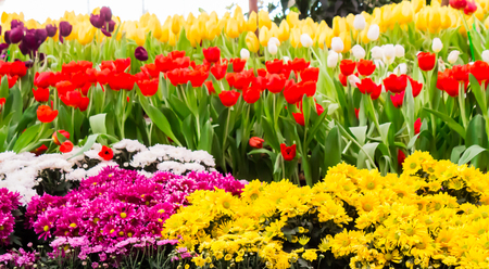 Variety of spring flowers and tulips blooming in beautiful cozy garden on summer.の写真素材