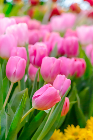Variety of spring flowers and tulips blooming in beautiful cozy garden on summer.の写真素材