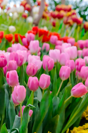 Variety of spring flowers and tulips blooming in beautiful cozy garden on summer.の写真素材