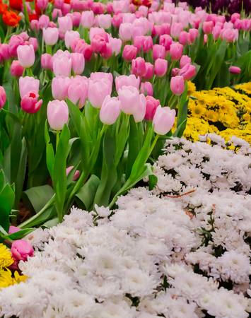 Variety of spring flowers and tulips blooming in beautiful cozy garden on summer.の写真素材