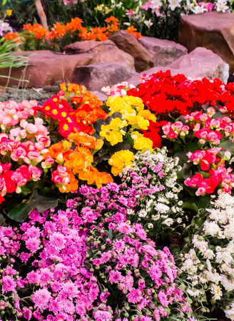Variety of spring flowers and tulips blooming in beautiful cozy garden on summer.の写真素材