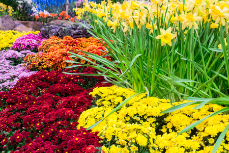 Variety of spring flowers and tulips blooming in beautiful cozy garden on summer.の写真素材