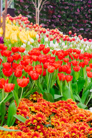 Variety of spring flowers and tulips blooming in beautiful cozy garden on summer.の写真素材