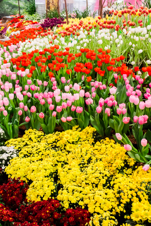 Variety of spring flowers and tulips blooming in beautiful cozy garden on summer.の写真素材