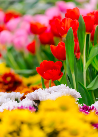 Variety of spring flowers and tulips blooming in beautiful cozy garden on summer.の写真素材