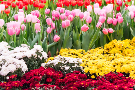 Variety of spring flowers and tulips blooming in beautiful cozy garden on summer.の写真素材