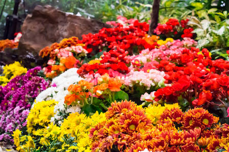 Variety of spring flowers and tulips blooming in beautiful cozy garden on summer.の写真素材