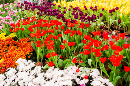 Variety of spring flowers and tulips blooming in beautiful cozy garden on summer.の写真素材
