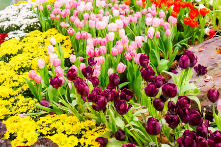 Variety of spring flowers and tulips blooming in beautiful cozy garden on summer.の写真素材