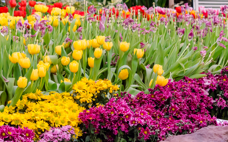 Variety of spring flowers and tulips blooming in beautiful cozy garden on summer.の写真素材