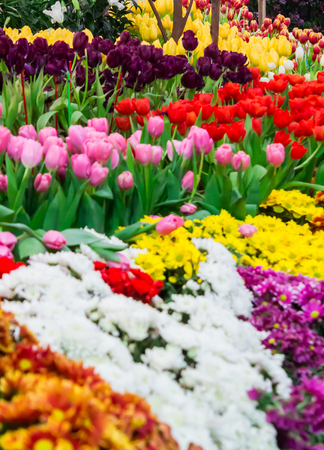 Variety of spring flowers and tulips blooming in beautiful cozy garden on summer.の写真素材