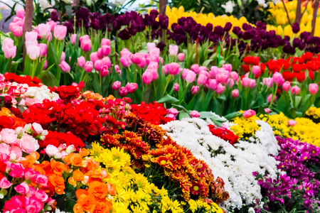 Variety of spring flowers and tulips blooming in beautiful cozy garden on summer.の写真素材