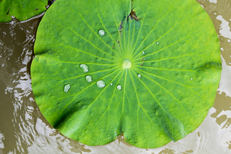 Water drop on lotus leaf background on summer.の写真素材