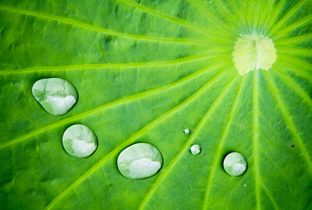 Water drop on lotus leaf background on summer.の写真素材