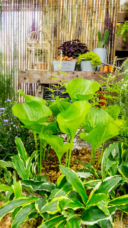 Relaxing area with garden object decoration on table in cozy garden.の写真素材