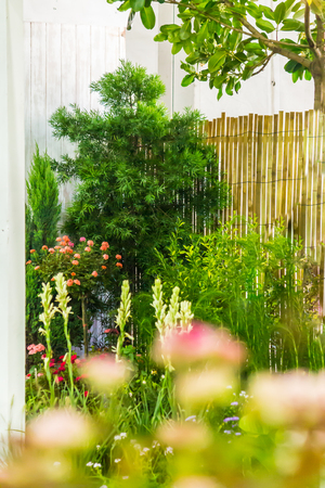 Relaxing garden with flower pot  in cozy home.の写真素材