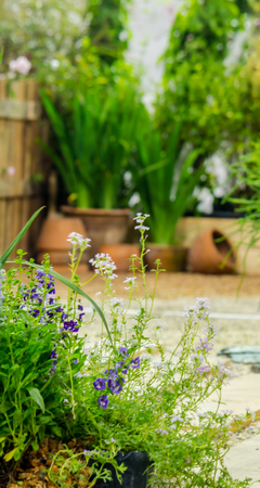 Wood pathway in cozy garden with flower and plant.の写真素材