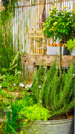 Antique zinc flower pot in cozy garden.の写真素材