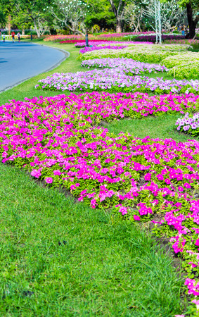 Vivid flower and plant decoration in cozy home flower garden on summer.の写真素材