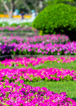 Vivid flower and plant decoration in cozy home flower garden on summer.の写真素材