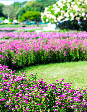 Vivid flower and plant decoration in cozy home flower garden on summer.の写真素材