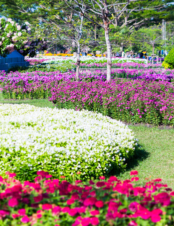 Vivid flower and plant decoration in cozy home flower garden on summer.の写真素材