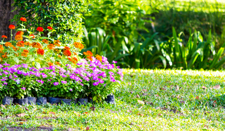 Vivid flower and plant decoration in cozy home flower garden on summer.の写真素材