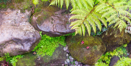 Panorama stone  and green moss decoration in japanese cozy home flower garden after rain.の写真素材