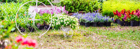 Panorama vintage white bike and flower pot decoration in cozy home flowers garden on summer.の写真素材