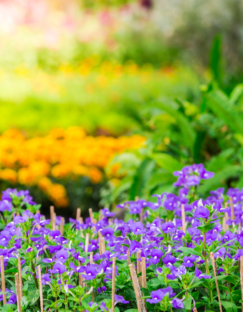 Flower pot decoration in cozy home flower garden on summer.の写真素材