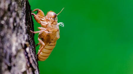 Cicada insect molting on tree in nature on summer.の写真素材