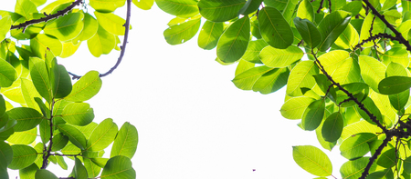 Backlit tree leaves in home flower garden on sunny day with white background.の写真素材