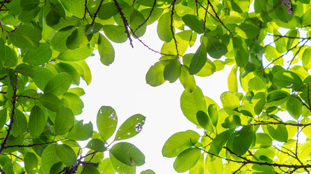 Backlit tree leaves in home flower garden on sunny day with white background.の写真素材