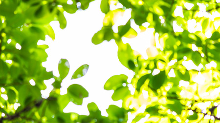 Blur backlit tree leaves in home flower garden on sunny day with white background.の写真素材