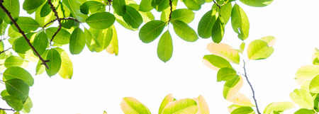 Panorama backlit tree leaves in home flower garden on sunny day with white background.の写真素材