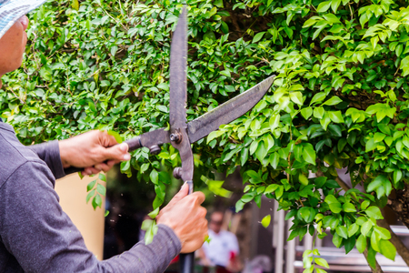 Gardener pruning bushes with expertise in cozy home garden on summer.の写真素材