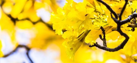 Close up Paraguayan silver trumpet tree in flower garden on summer.の写真素材