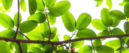 Backlit tree leaves in home flower garden on sunny day with white background.