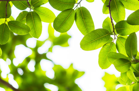 Backlit tree leaves in home flower garden on sunny day with white background.